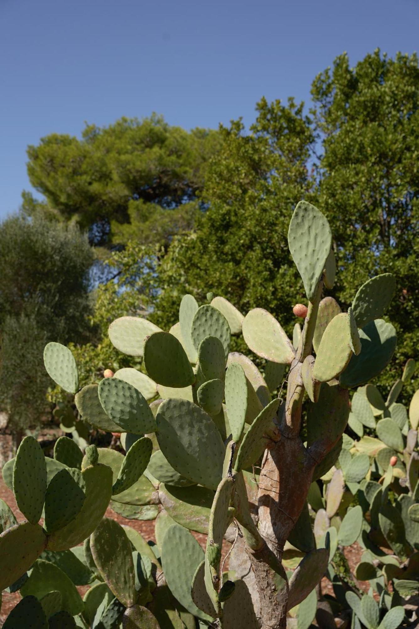 Masseria Paradiso 오스투니 외부 사진
